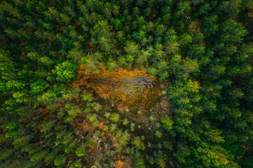 Los bosques, los grandes ausentes de la agenda de desarrollo sostenible de la ONU