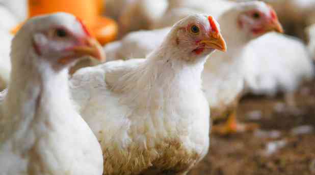 Bifeedoo analiza el papel del pienso ecológico para pollos durante el verano para mejorar el bienestar y la productividad