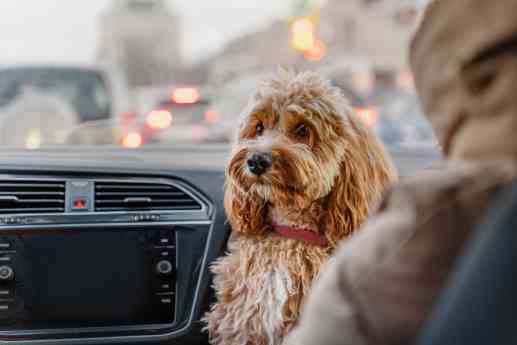 Perros en el coche: llevarlos sueltos puede costar hasta 500 euros y agravar un accidente este verano