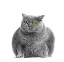 Un estudio revela menores tasas de sobrepeso entre los gatos alimentados con dietas veganas