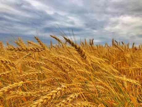 Saluditos de Monti: seis especialidades de panadería con cereales, semillas y harina integral